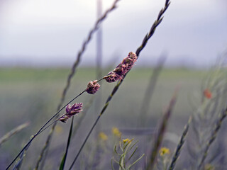 Zboże na polu. © Michael Naszkiewicz