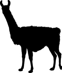 Llama silhouette
Detailed vector illustration of llama silhouette
