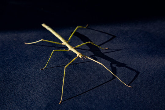 Stick insect stands on a black background 