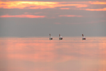 Greater Flamingos wading during sunrise in the morning at Bahrain