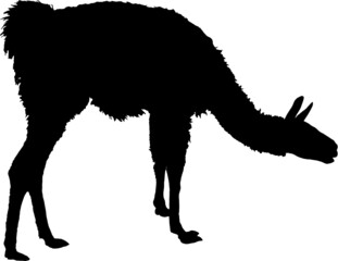 Llama silhouette
Detailed vector illustration of llama silhouette
