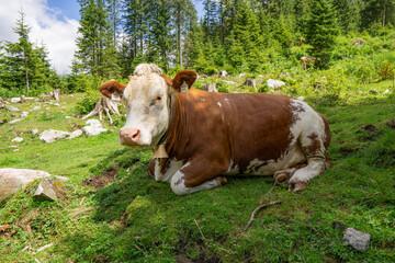 Fototapeta na wymiar brown and white spotted cow