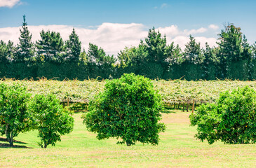 Kiwifruit plantation behind orange trees