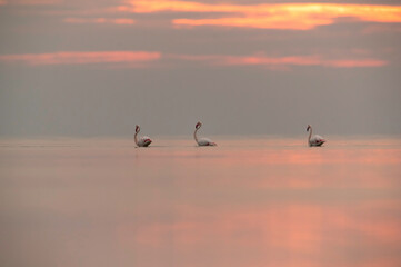 Greater Flamingos and the dramatic hue in the sky and on water,  Bahrain