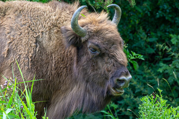 Fototapeta premium Wisent or European bison in naturepark Lelystad in the Nehtlerlands. Grazing in the meadows.