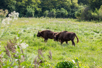 Wisent or European bison in naturepark Lelystad in the Nehtlerlands. Grazing in the meadows.