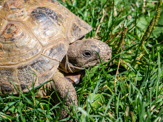 Greek four-toed tortoise on the grass