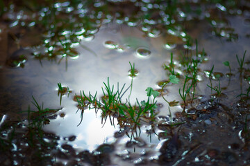 Grass growing through the puddle of water. Nature protection