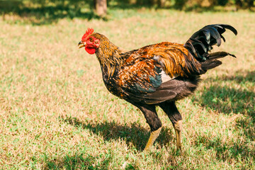 Chicken on field