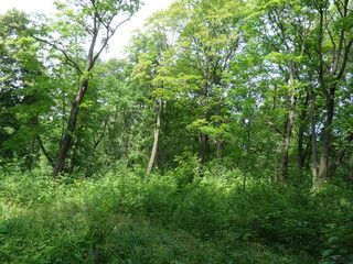 Fototapeta premium trees in the forest