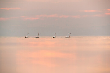 Greater Flamingos in the morning and dramatic hue, Bahrain