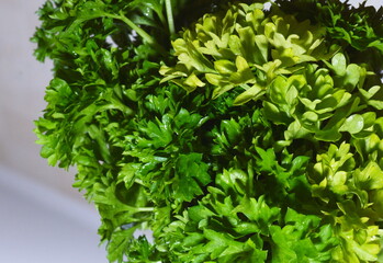 Macro photography of fresh parsley leaves. Spicy seasoning for first and second courses. An element of decoration of culinary delights.