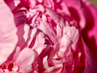 Beautiful macro of a pink peony flower