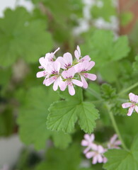  Geranium 