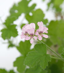  Geranium 