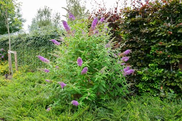 Purple flowering butterfly bush or summer lilac (latin name: Buddleja davidii).