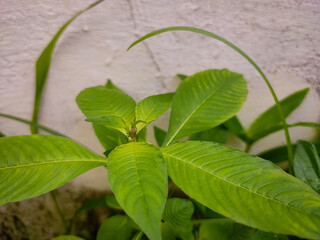 Small Plant Growing Out of A Wall