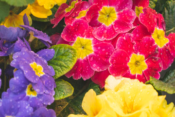 multicolored primrose flowers, background image, macro,