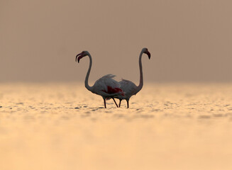 Greater Flamingos in the morning light at Asker,  Bahrain