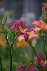 Purple and pink day lilies in summer garden
