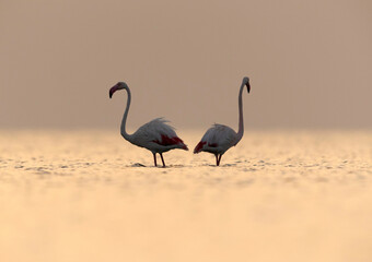 Greater Flamingos in the morning light at Asker coast, Bahrain