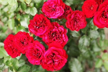 fresh garden rose bush close-up
