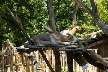lazy and relaxing goats in the sun or shadow
