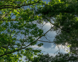 Blue sky and clouds with trees