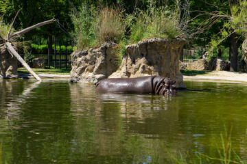 hippo swimming in the water