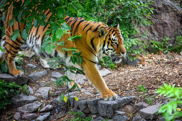 Tiger, wild animal in the natural habitat