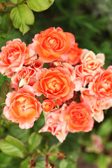 fresh garden rose bush close-up