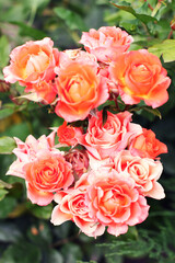 fresh garden rose bush close-up