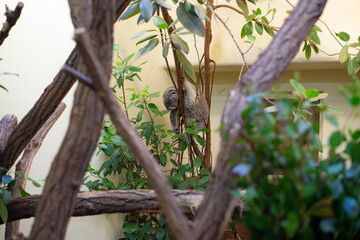 koala bear sleeping or relaxing in the tree