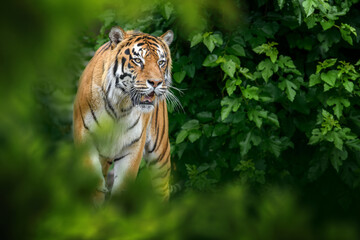 Tiger, wild animal in the natural habitat © byrdyak