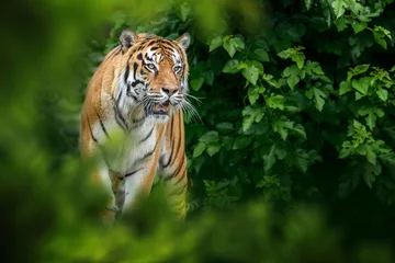 Tiger, wild animal in the natural habitat © byrdyak