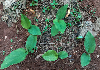 Turmeric plant