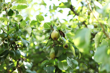 Organic pears in natural environment.