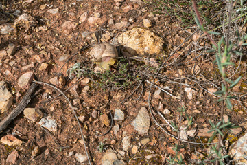 snail crawling on the ground