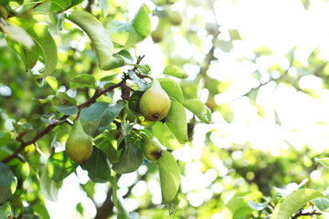 Organic pears in natural environment.