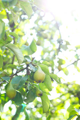Organic pears in natural environment.