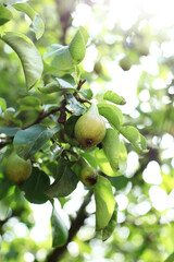 Organic pears in natural environment.
