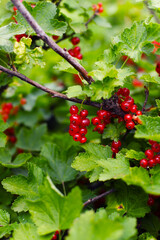 branch of ripe red currant in a garden