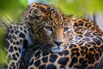Fototapeta na wymiar Leopard, wild animal in the natural habitat