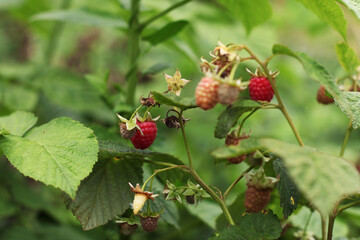 Branch of ripe raspberries in garden.