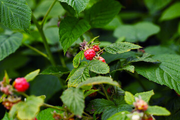 Branch of ripe raspberries in garden.