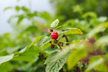 Branch of ripe raspberries in garden.