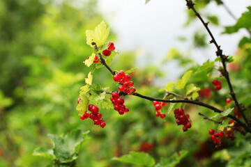 branch of ripe red currant in a garden