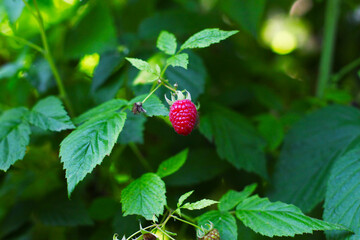 raspberry on a bush