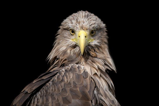 White-tailed eagle portrait on black background