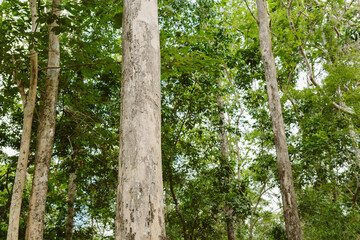 Fototapeta premium Teak tree in the forest with blurred background 